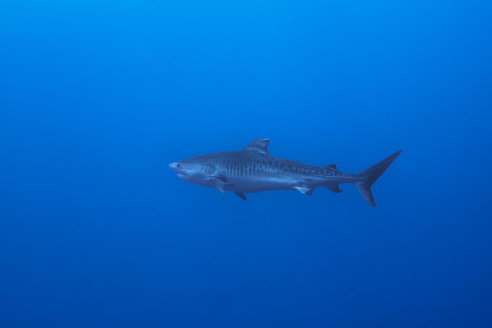 Big Tiger Shark