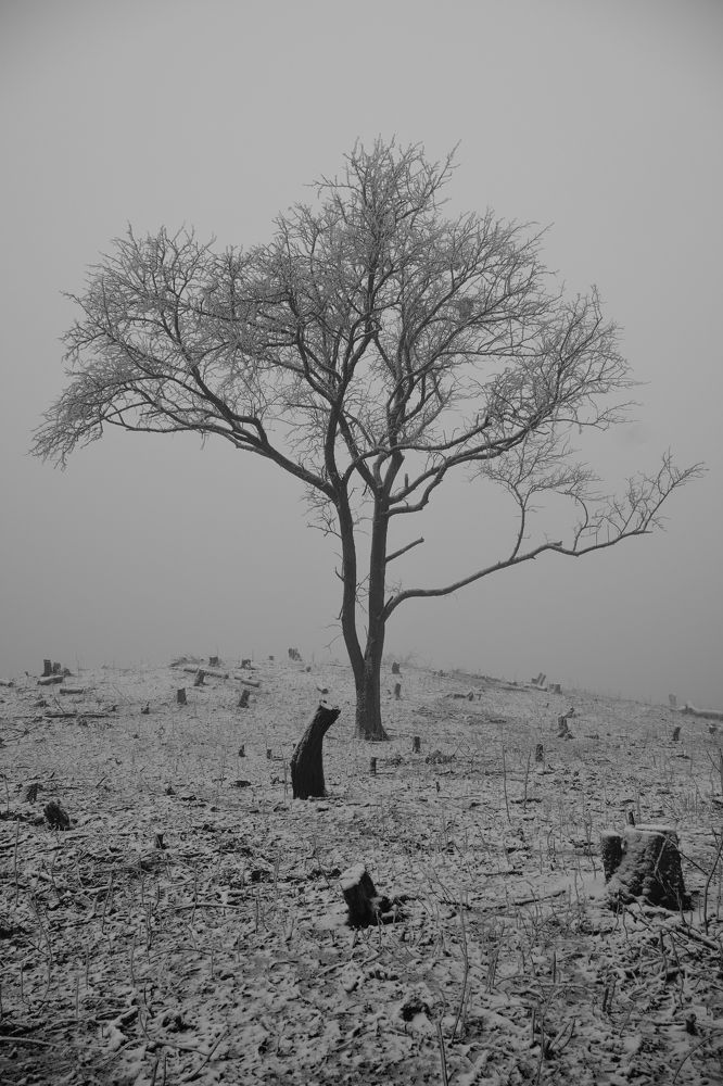 Фотография автора Дмитрий Referee