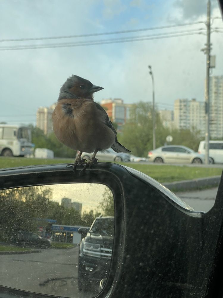 Photograph by Ирина Соловейченко