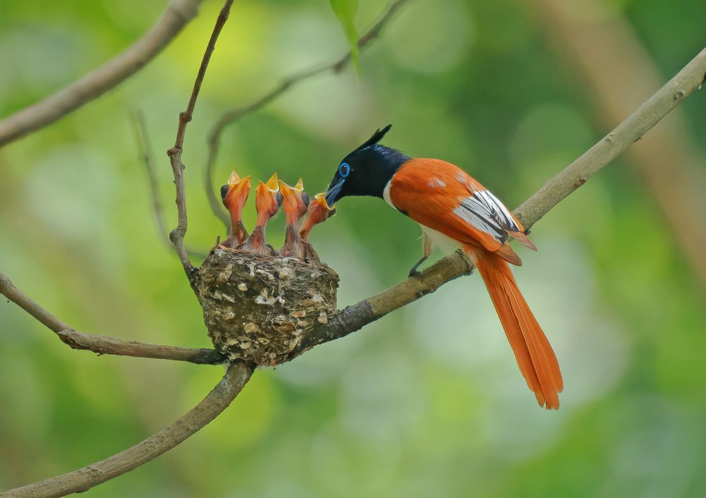 Blossoms of Care: The Paradise Flycatcher's Fatherhood