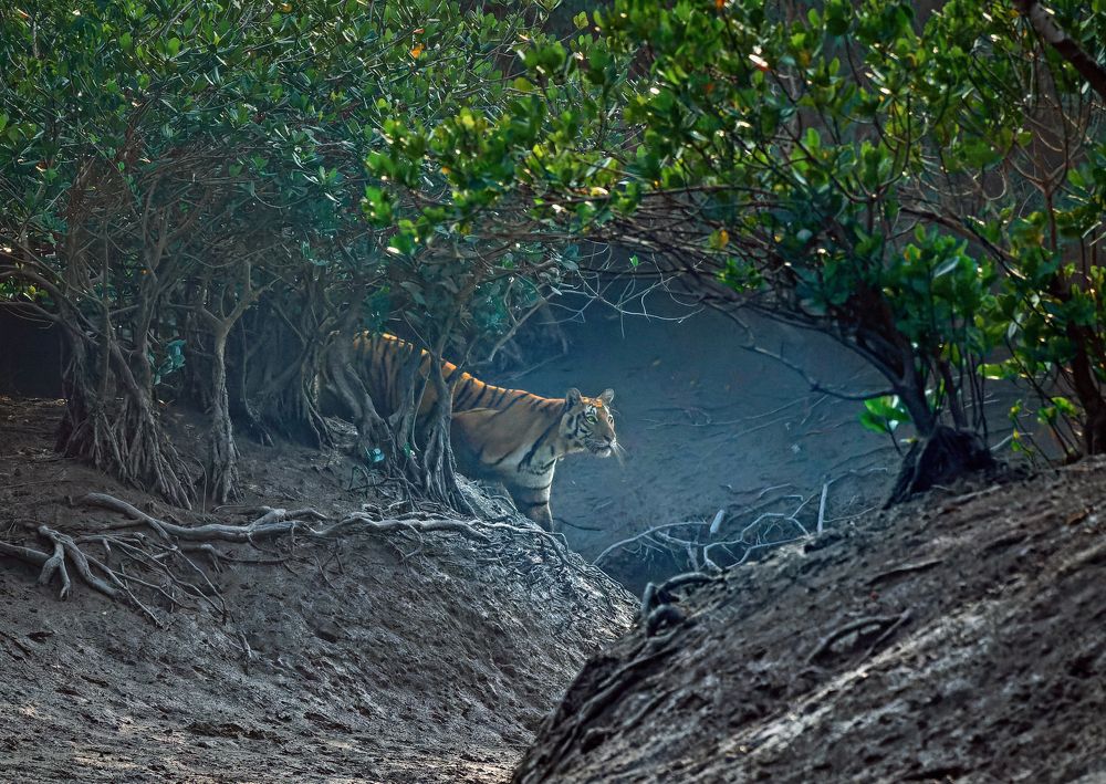 Baro Maa's Passage: Grace Amidst the Sundarbans