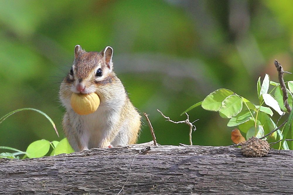 Photograph by Евгений Мел