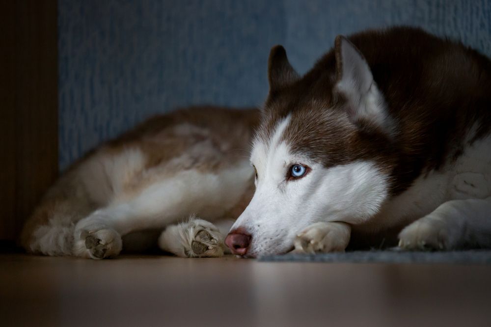 Photograph by Алексей Еремеев