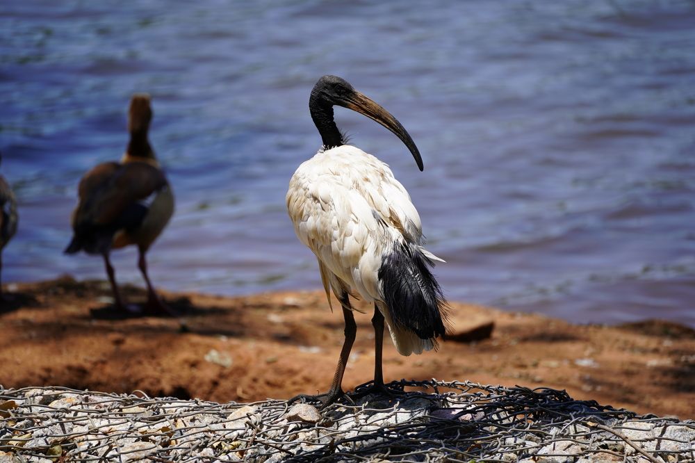 Sacred Ibis