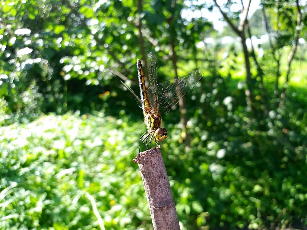 В лучах солнца