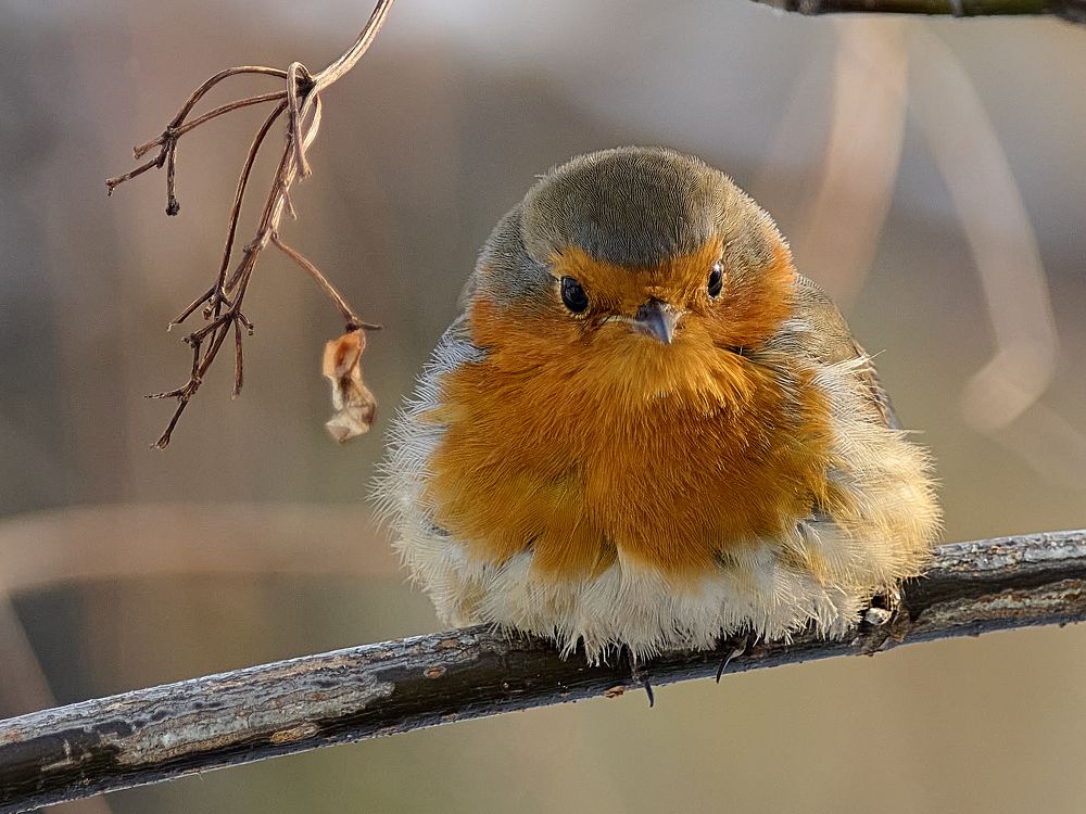 Пушистый малиновый шарик