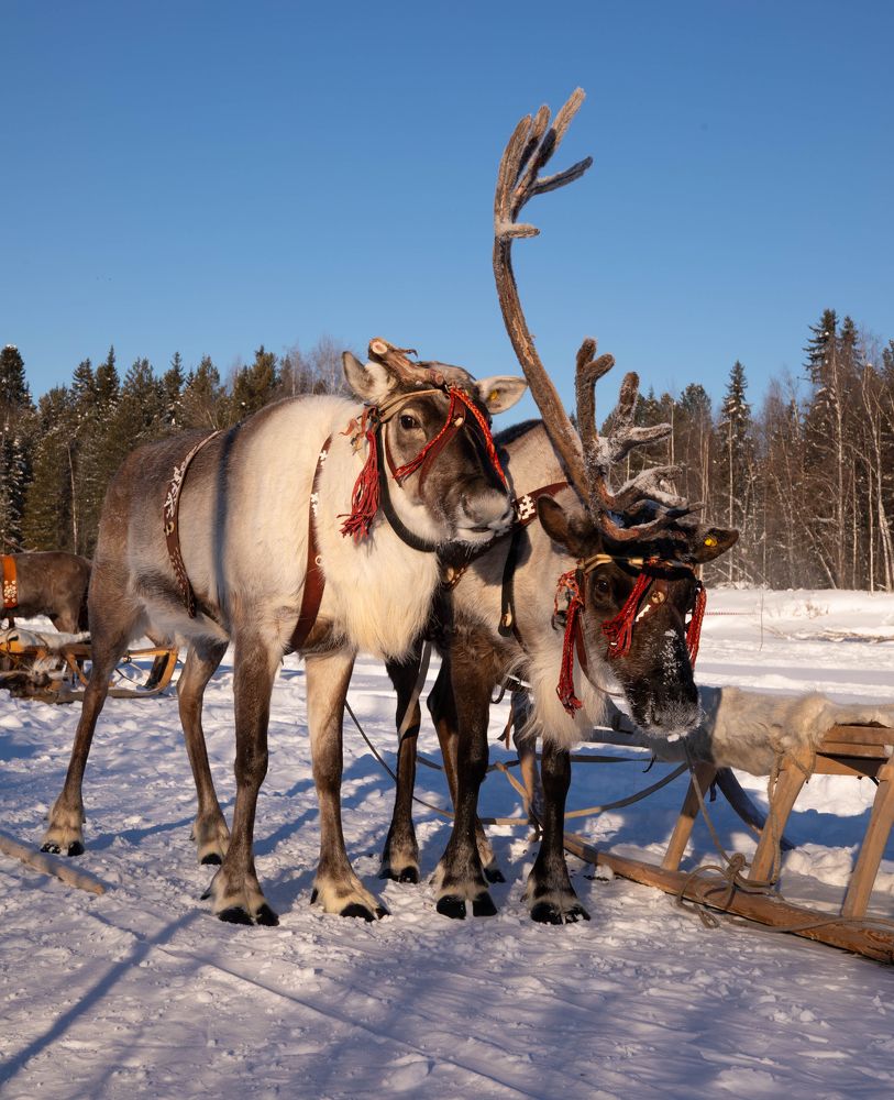 Фотография автора Яврова Татьяна