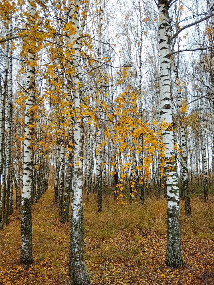 Берёзовая рощица.