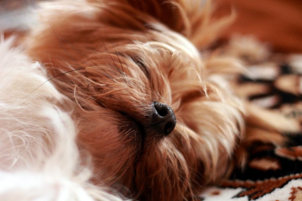 Photograph by Анастасия Дмитриева