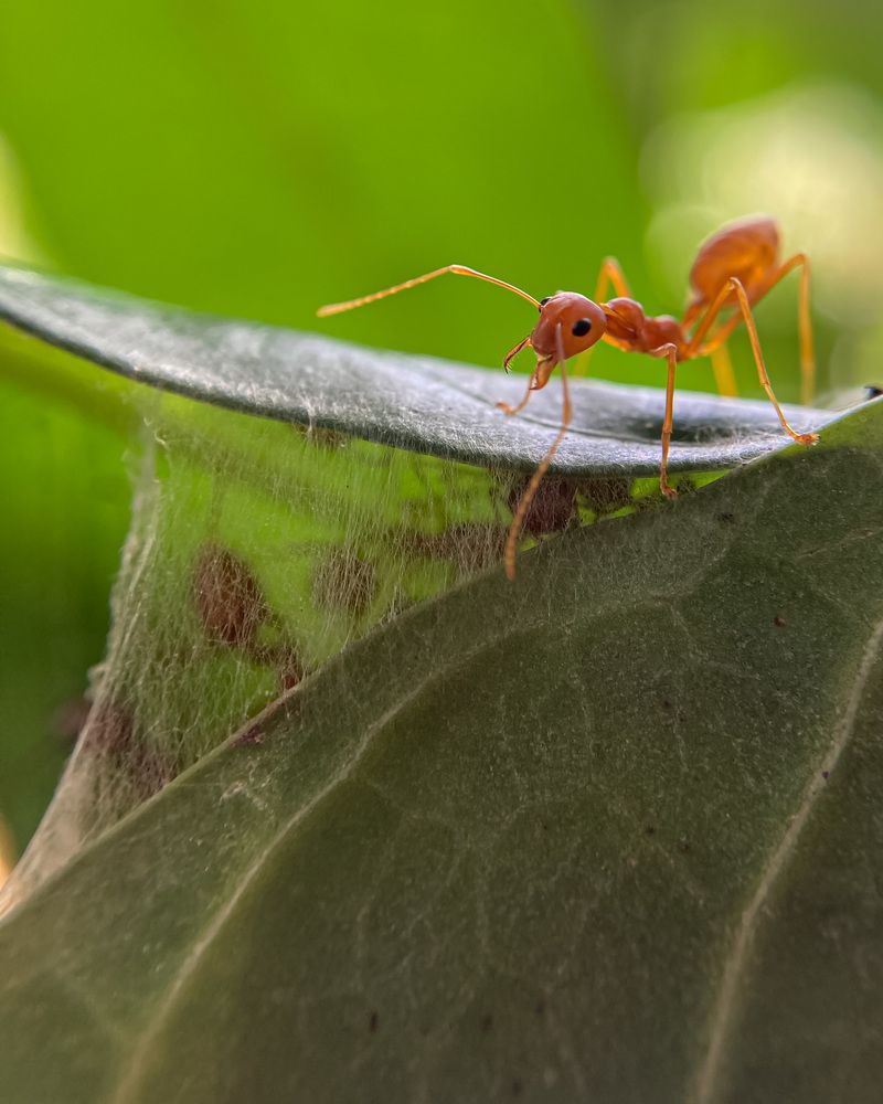 The Protector