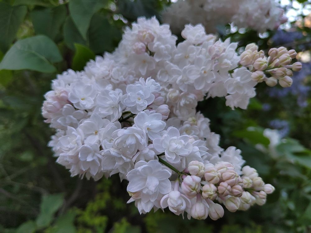 Оттенки сирени