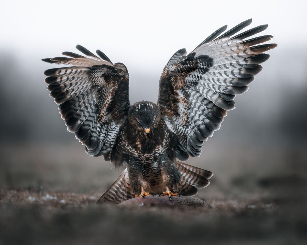 Photograph by Igor Göblös