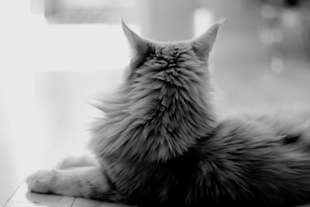 Photograph by Irina Studenyak