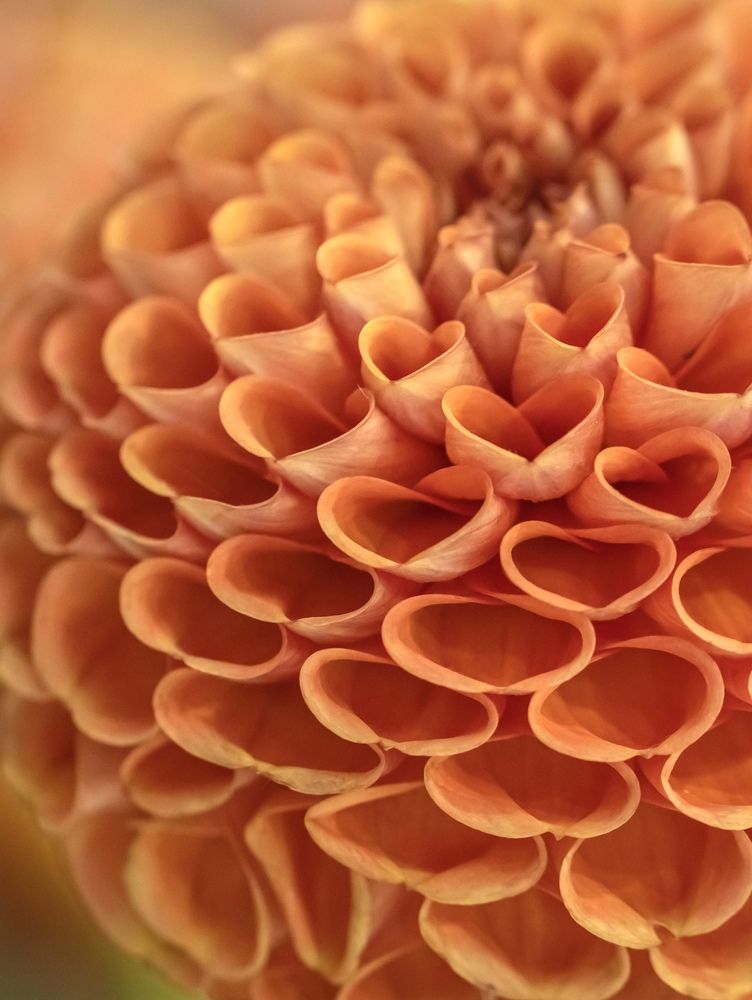 Photograph by Рина Серёгина