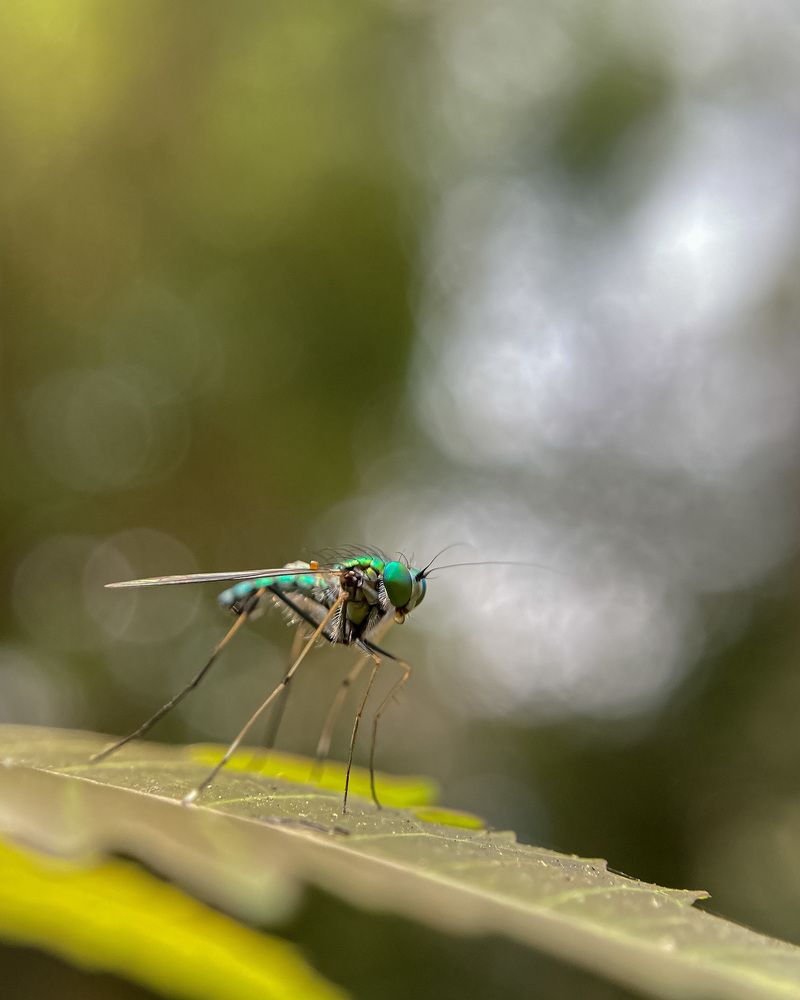 Green Fly (diptera dolichopodidae)