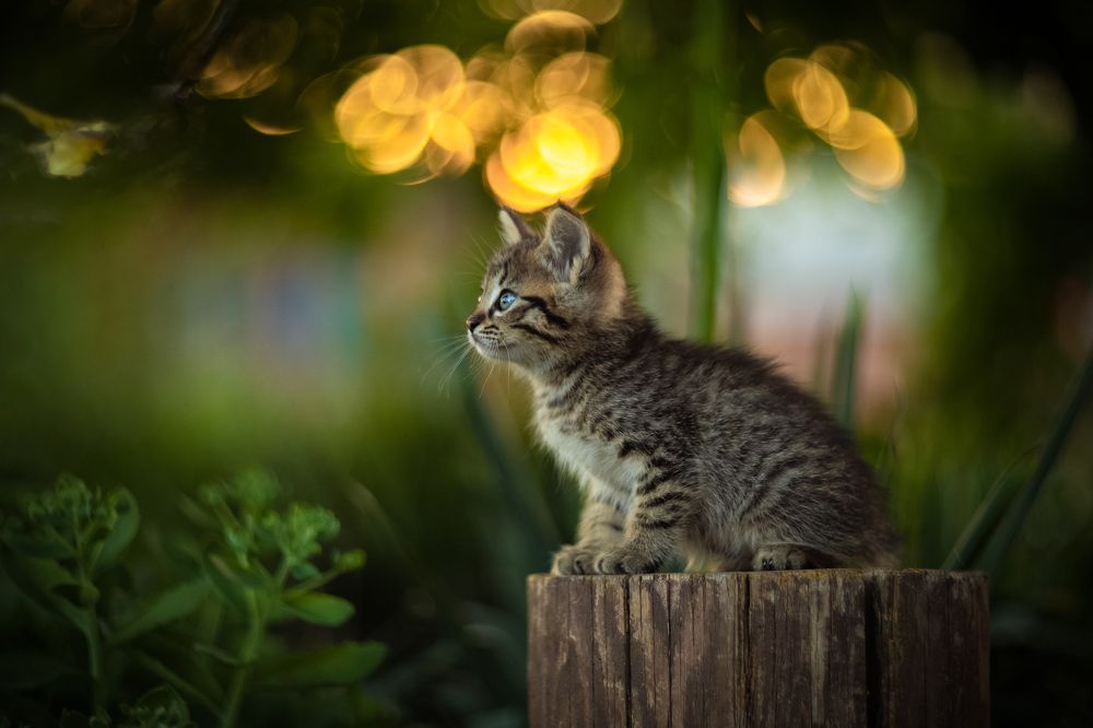 Фотография автора Коротун Юрий