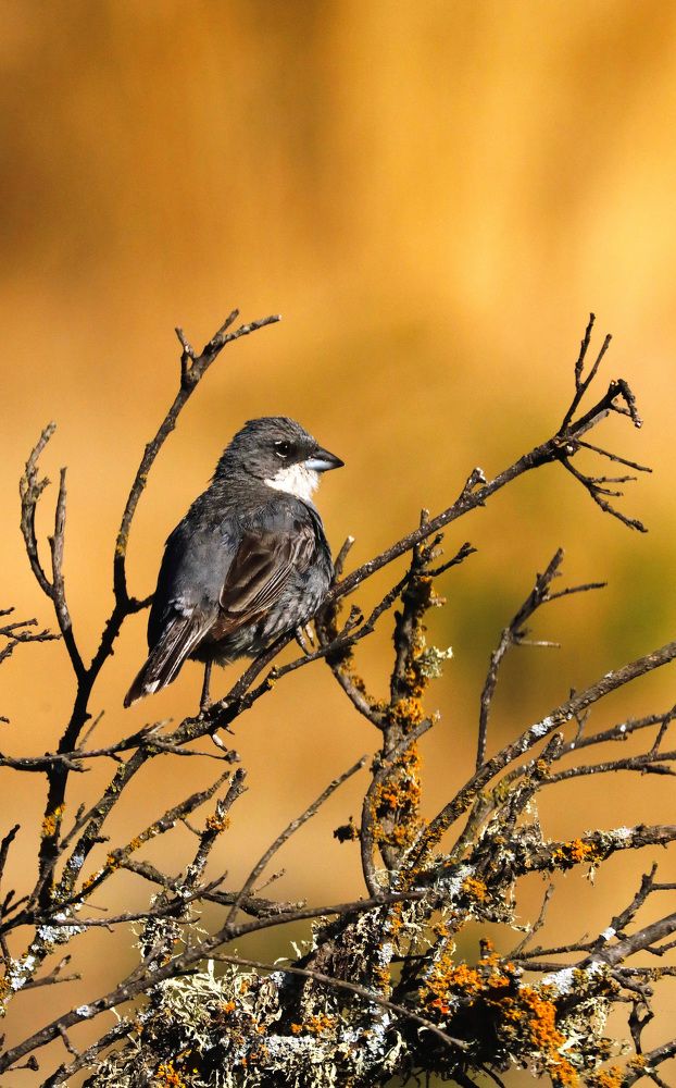 Photograph by Ricardo Vergara