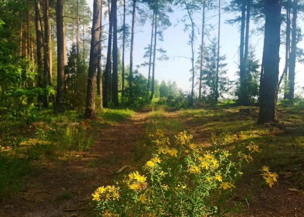 Photograph by Екатерина Борисовна Кузьмина