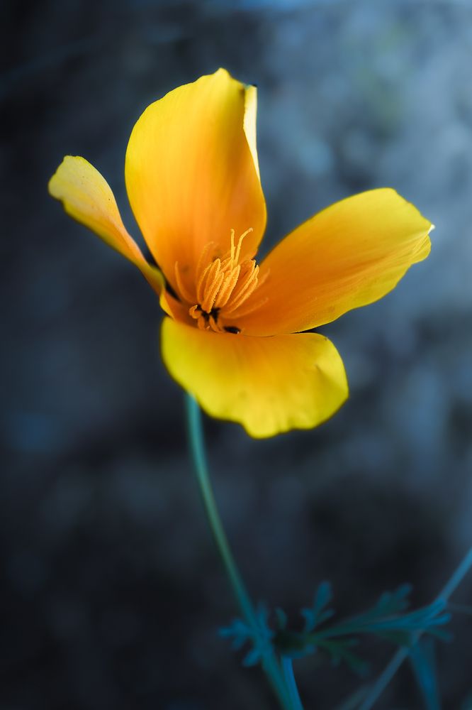 Photograph by David Cabrera