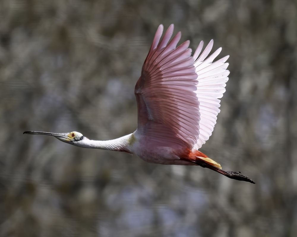 Фотография автора Ray Asiala