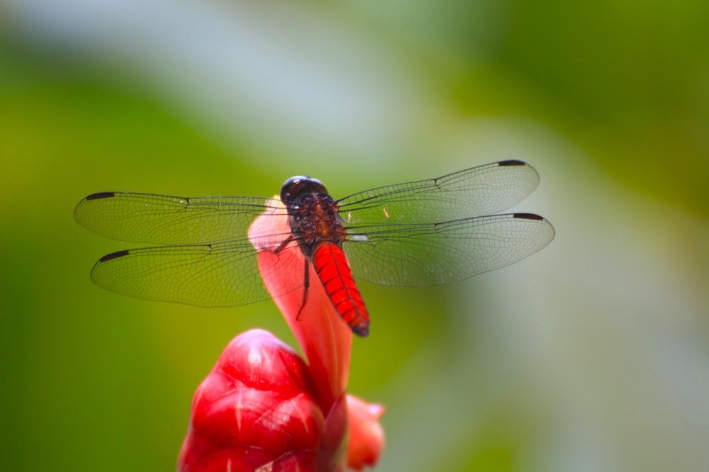 Photograph by Marie G