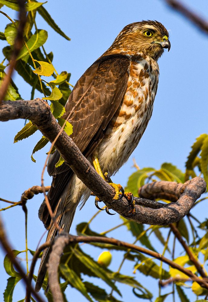 Shikra - Sharp Eyes & Killer Claws!