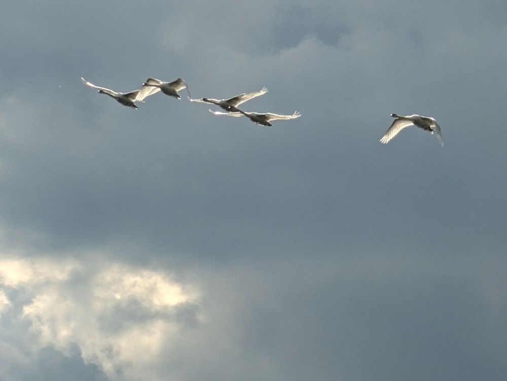 Photograph by Елена