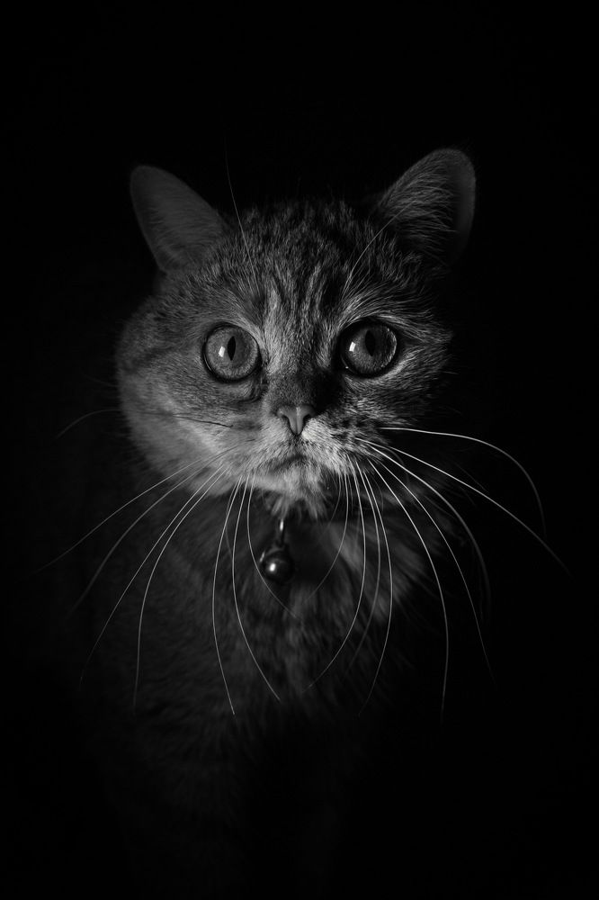 Photograph by Алина Шевченко