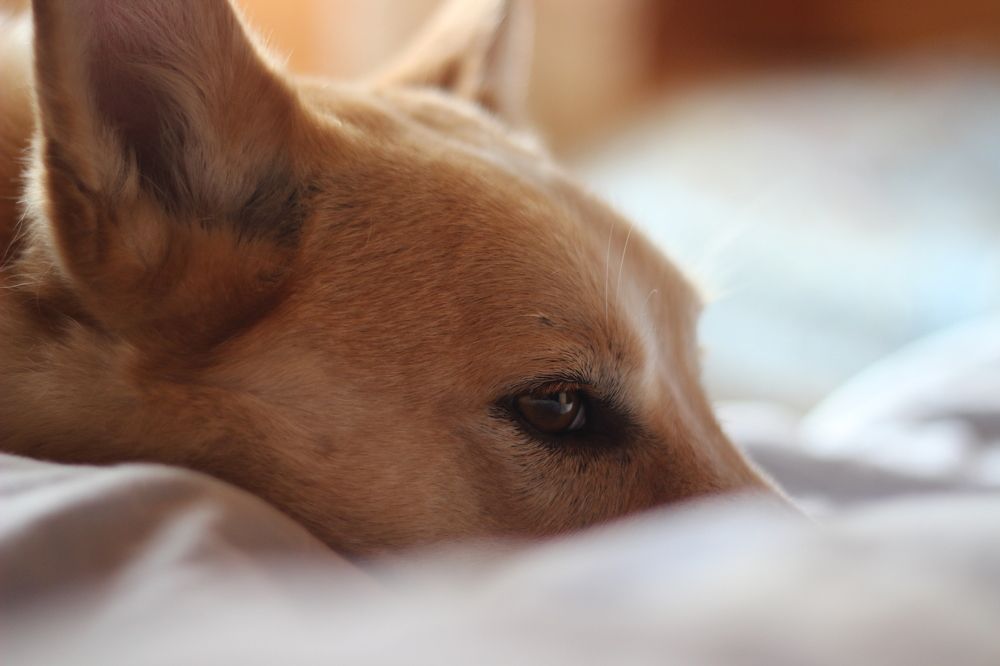 Photograph by Юлия Туманова