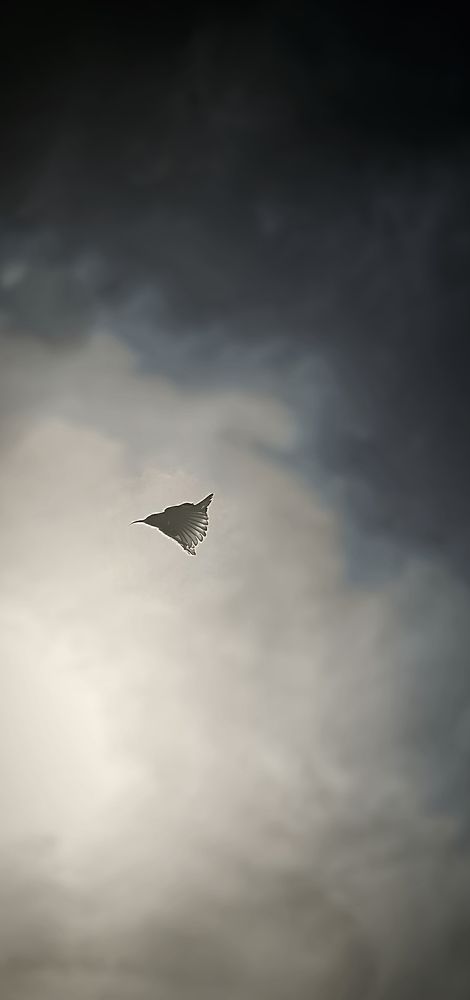 Can you fly
