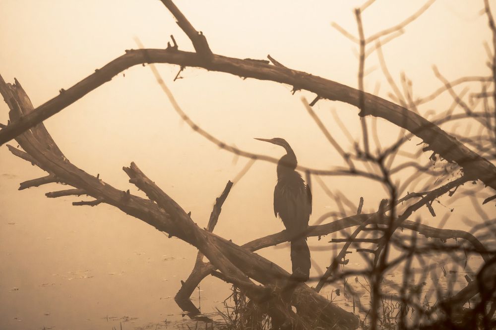 Photograph by GVN Santhosh