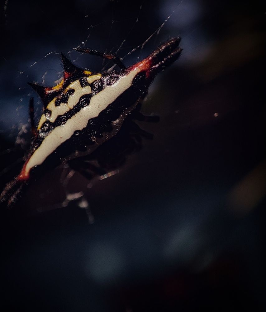 At times, LIFE is just like a Web