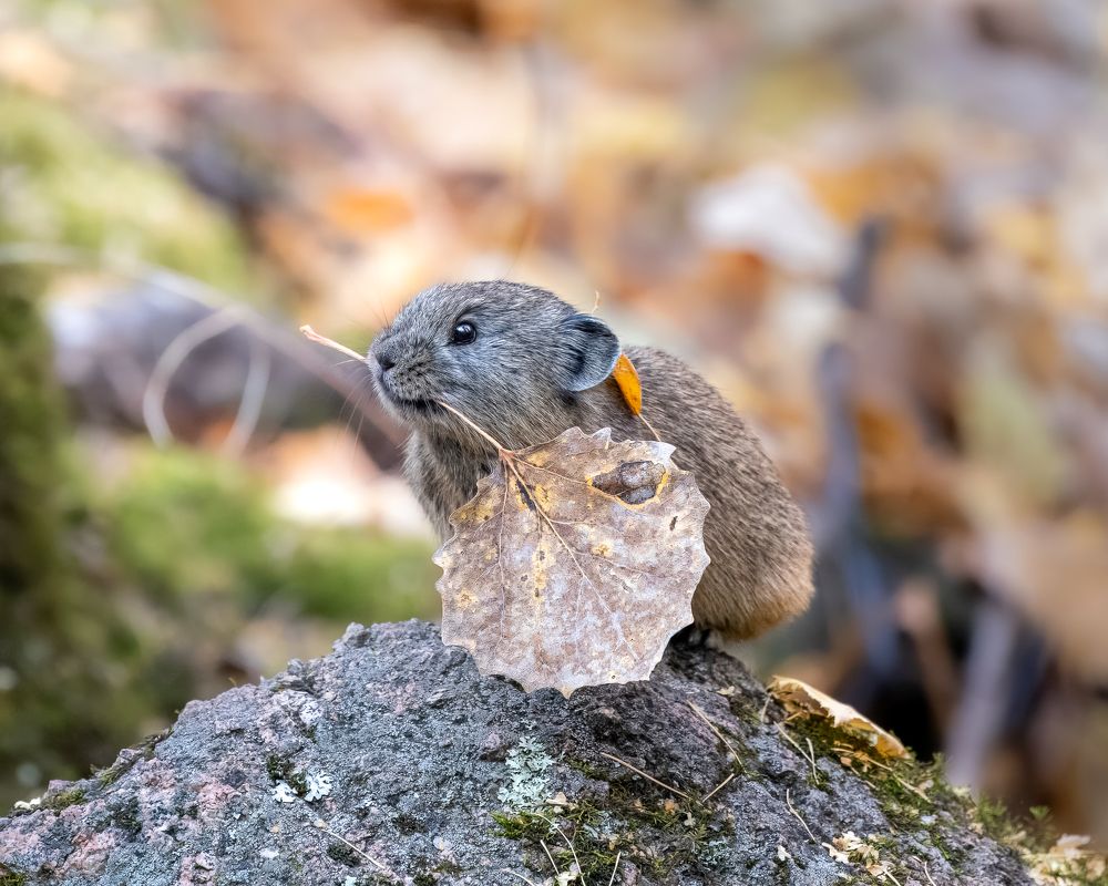 Из жизни пищух. From the life of a pika.