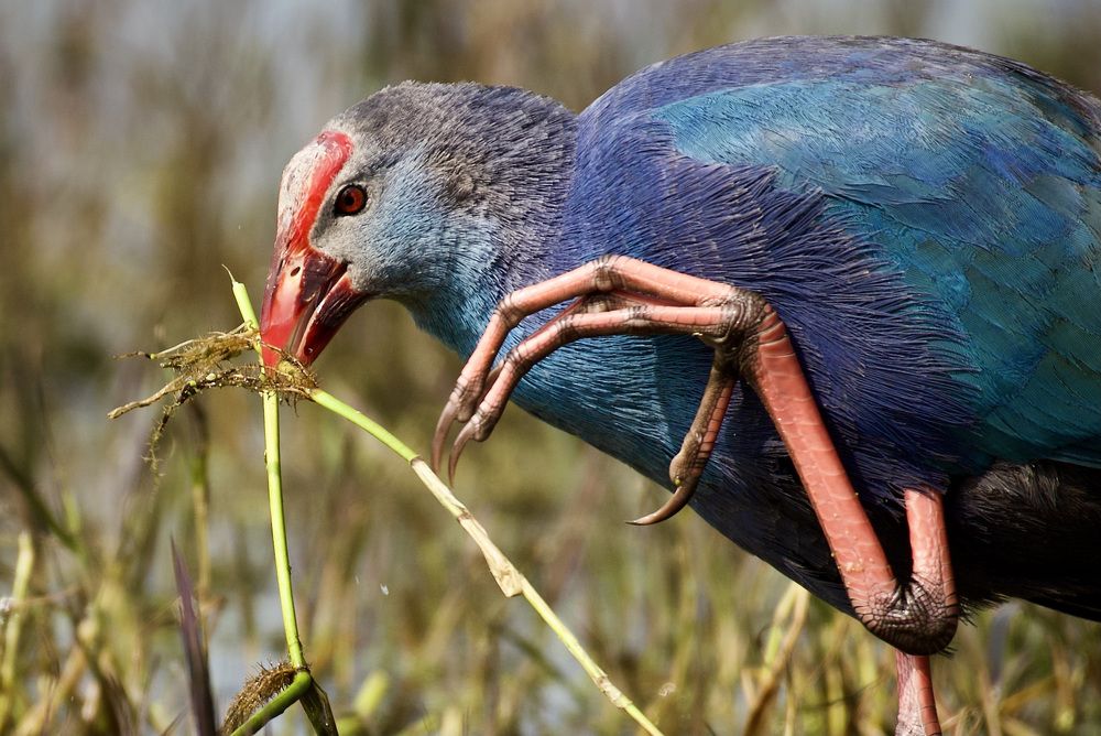 Purple swamp hen enjoying a feast