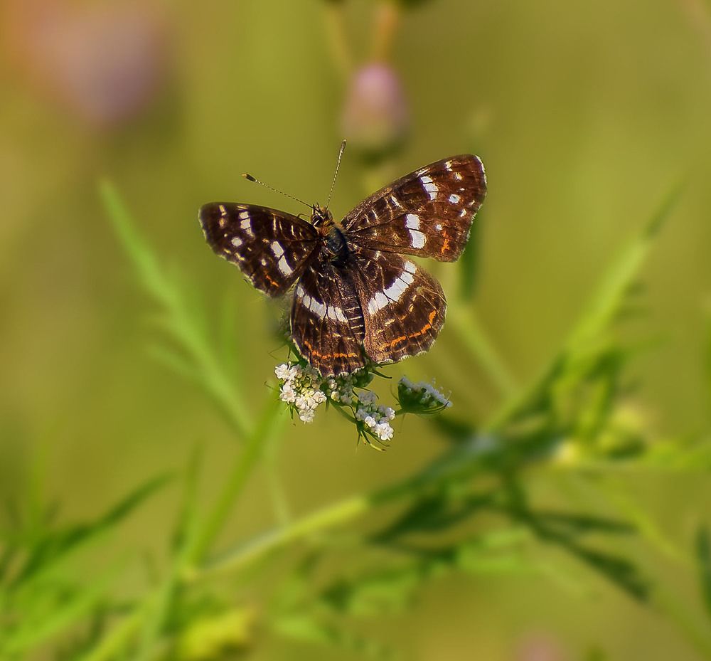 Пестрокрыльница изменчивая