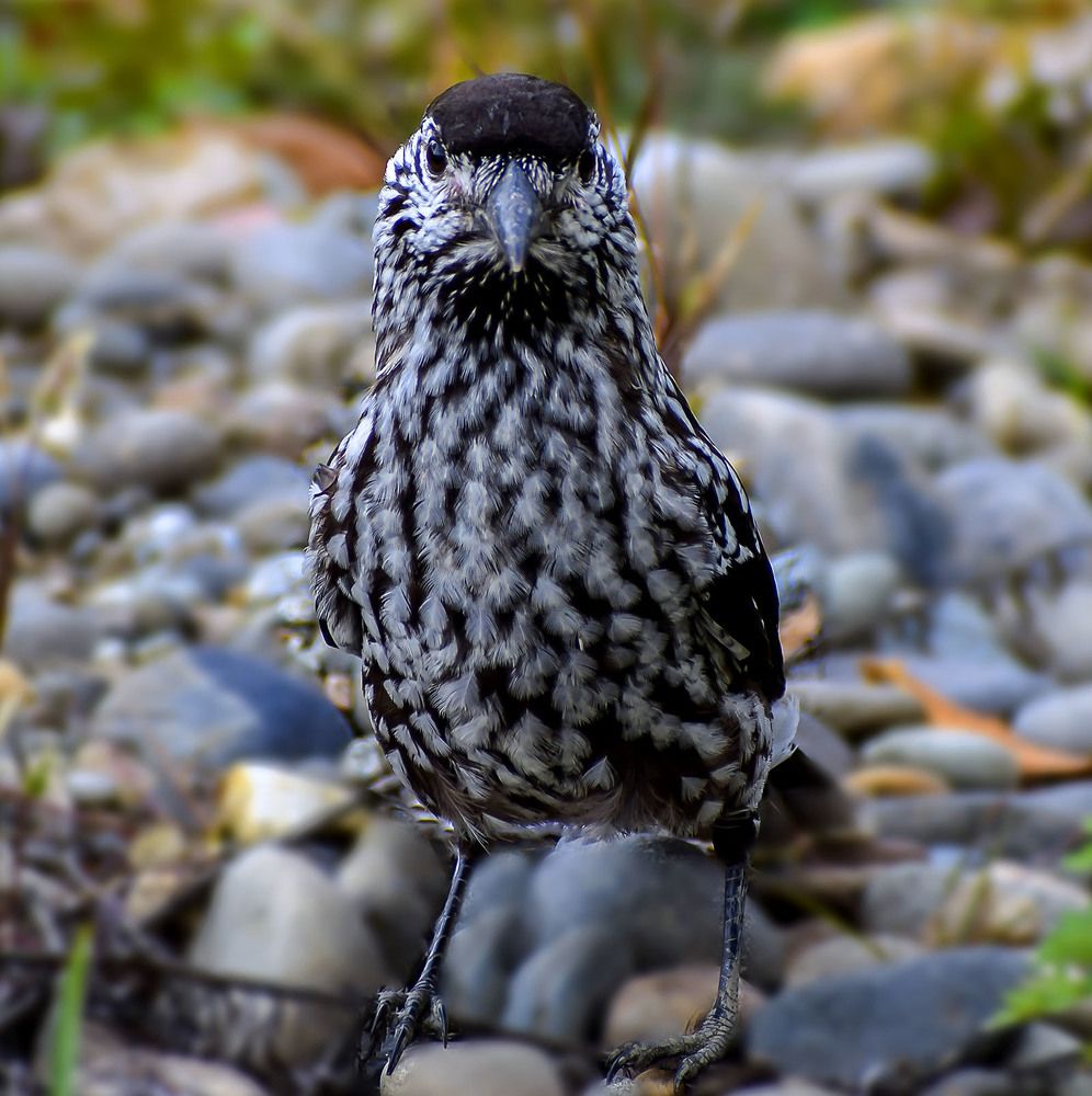 Неожиданная гостья-кедровка