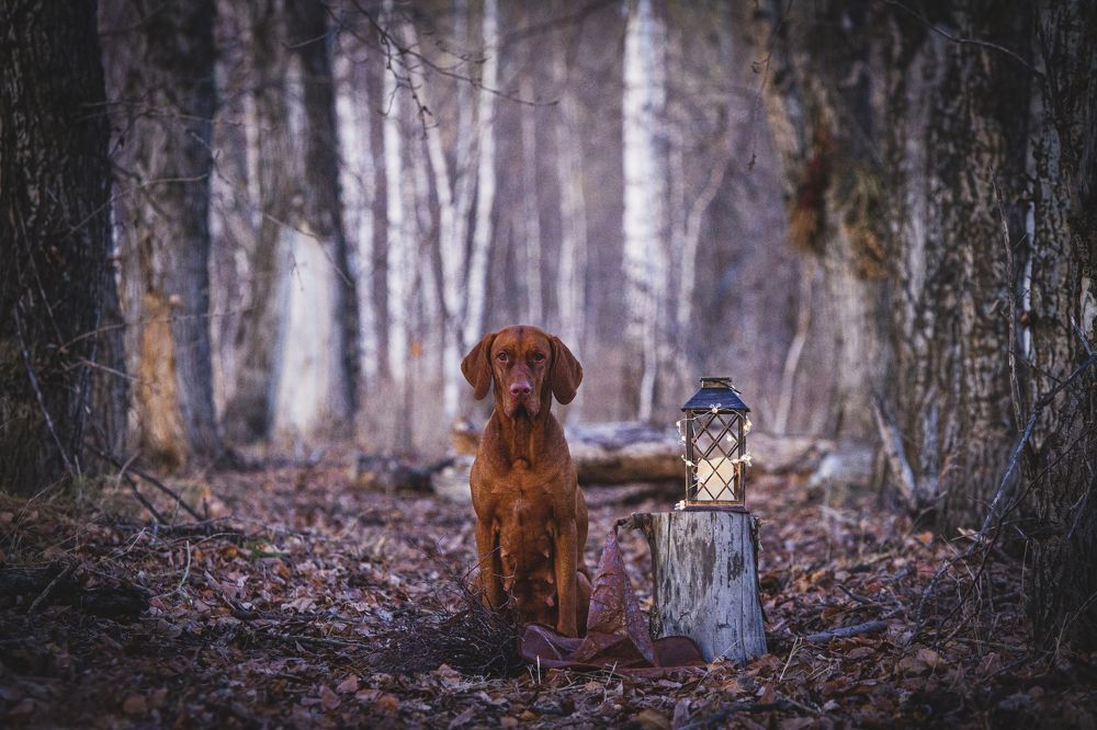Photograph by Эльнара Васифовна
