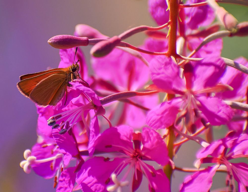 Оранжевое на розовом