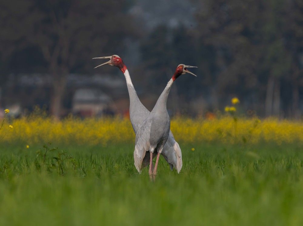 Sarus Cranes