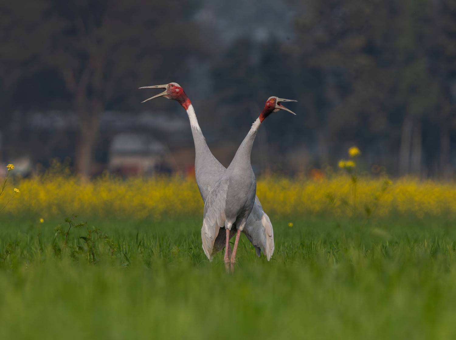 Sarus Cranes