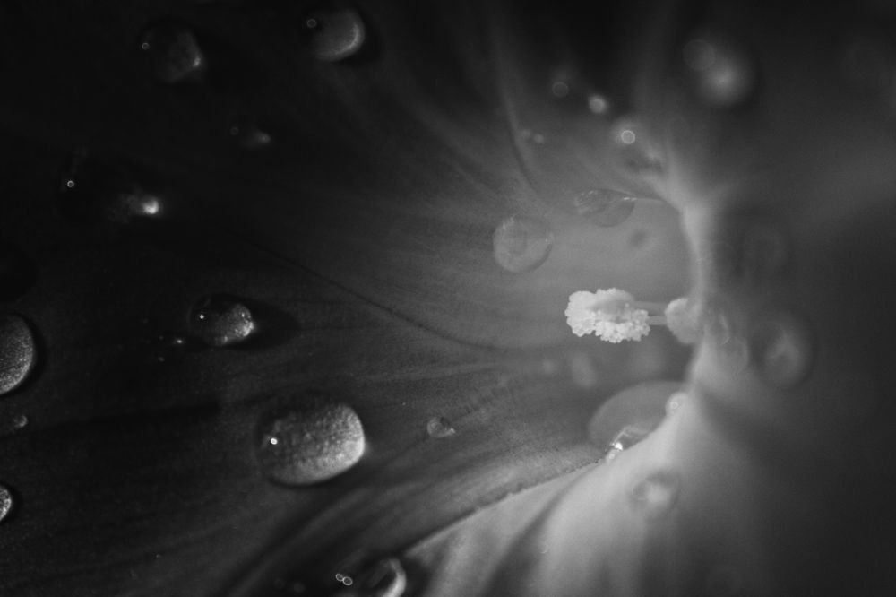 Photograph by Jovan Svorcan