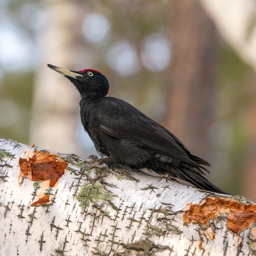 Желна или чёрный дятел