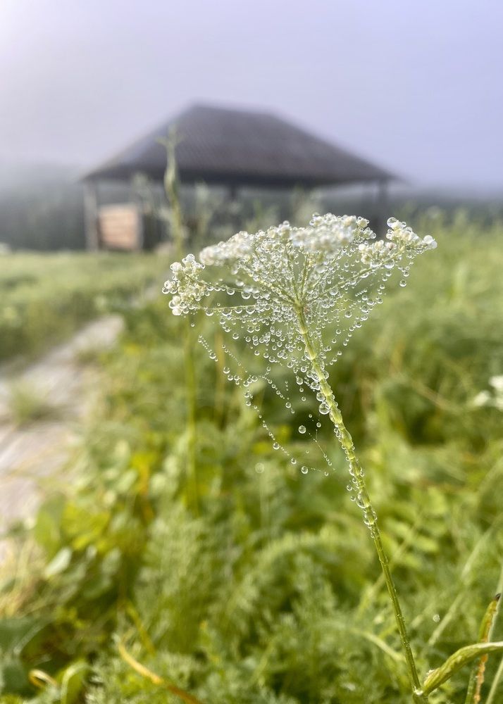 Photograph by Светлана Дмитриева