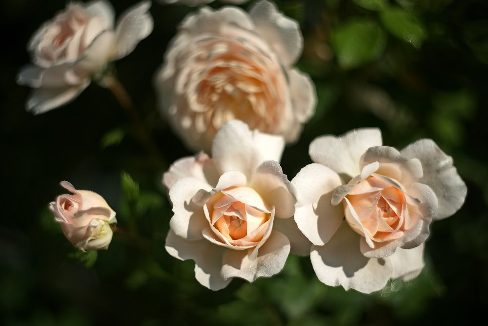 Фотография автора Юрий