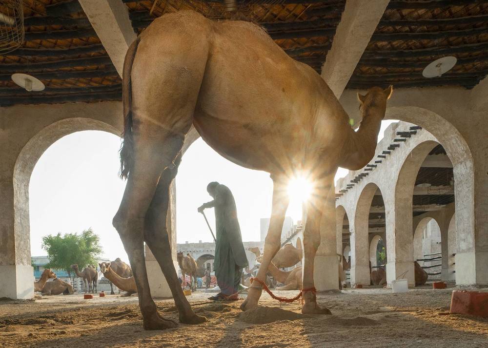 Desert Symphony: Tales of Trust and Tranquility