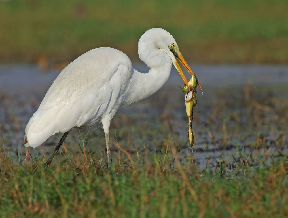 Egret's Feast: A Tale of Contrast