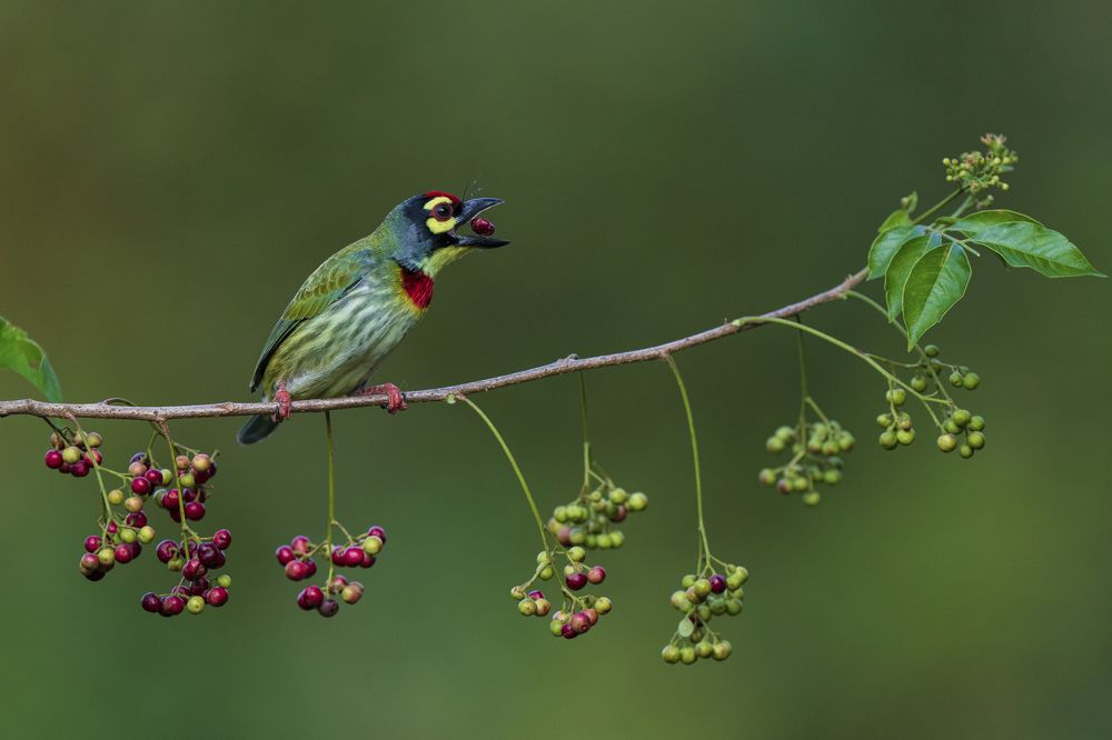 Coppersmith barbet feeding