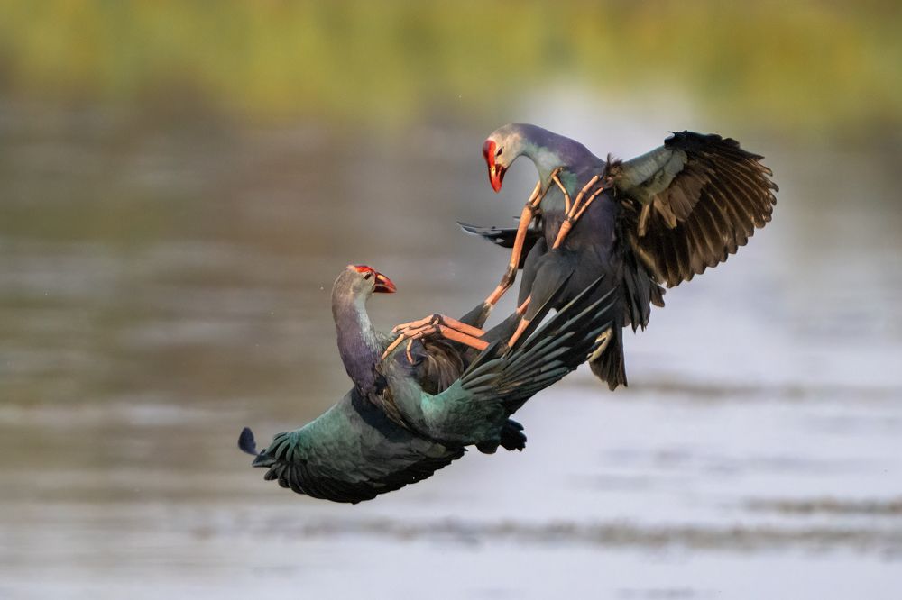 Photograph by Gurvinder Chhabra