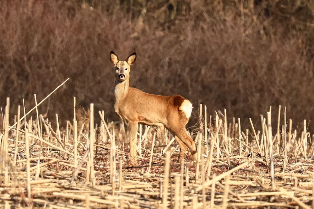 Photograph by Сергей Конюшенко