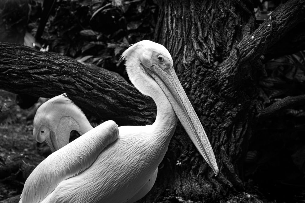 Photograph by Наталья Кокорина